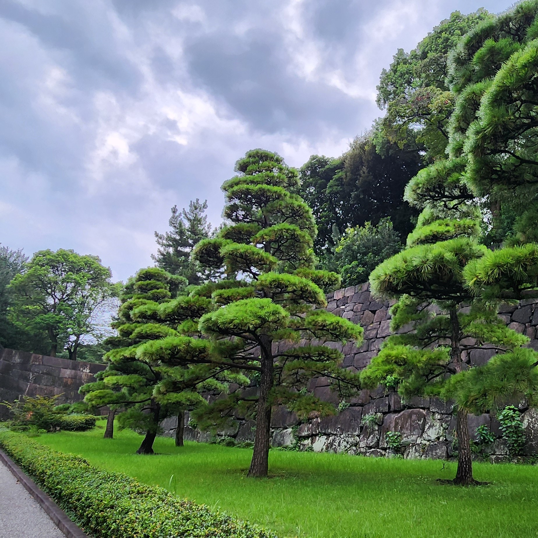 Image of trees